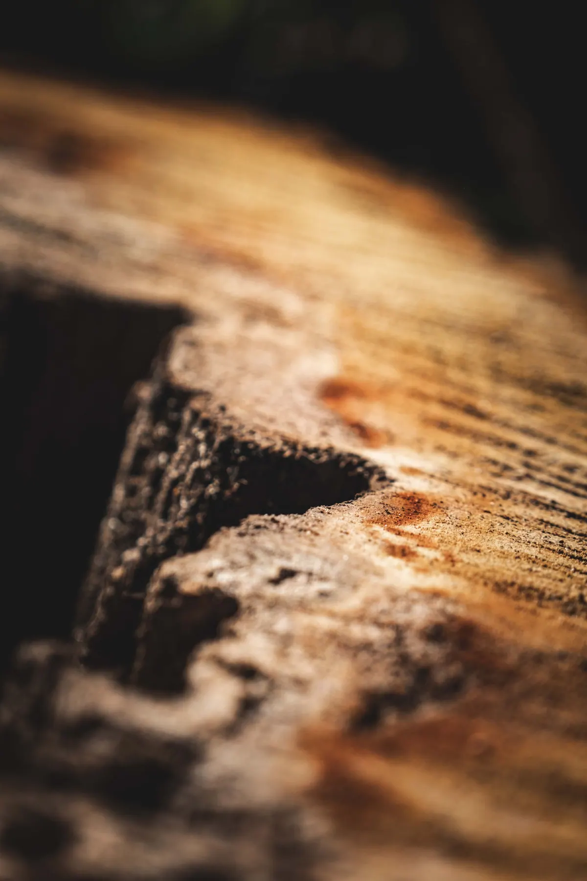The sunlit end of a cut log